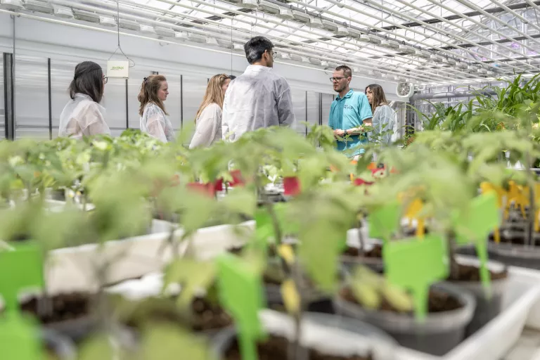 greenhouse picture