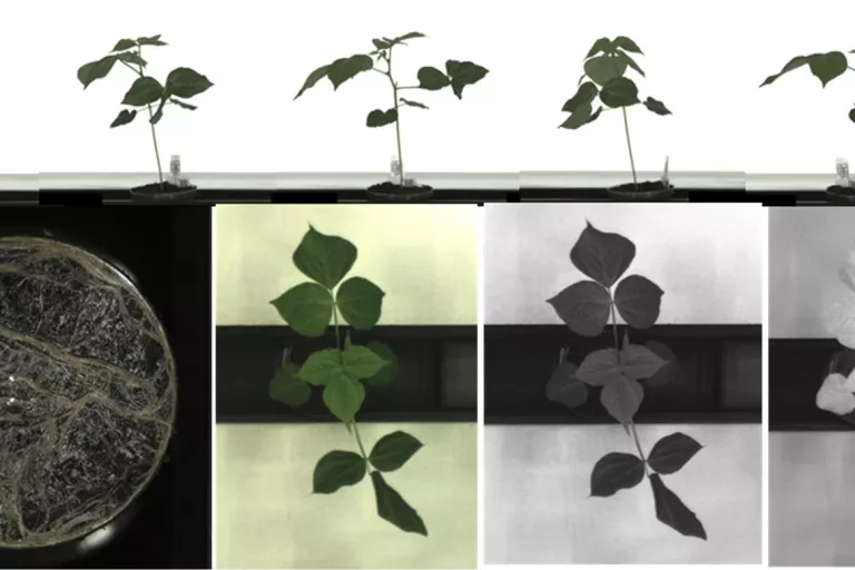 vigna composition