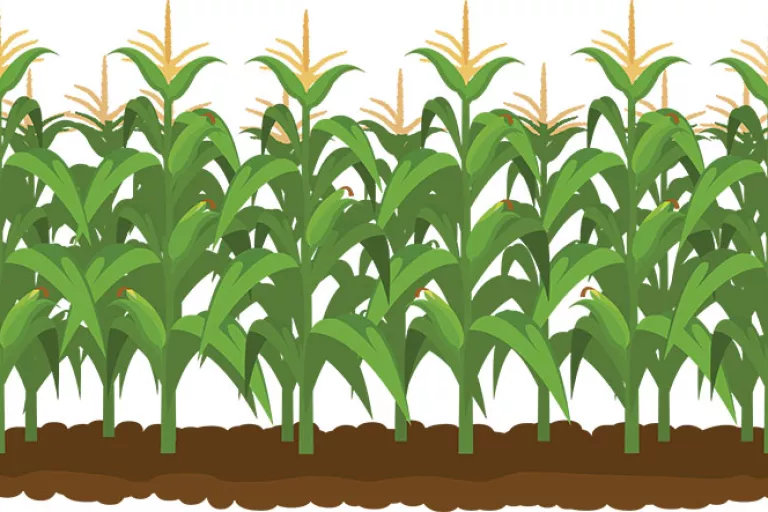 corn