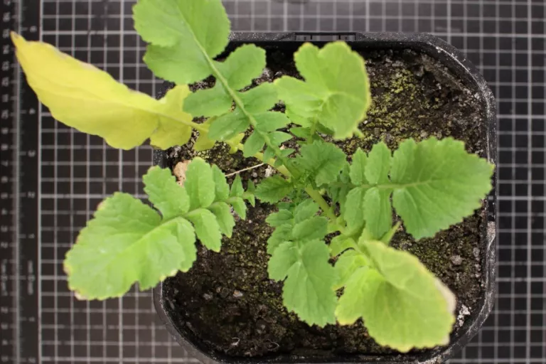 daikon